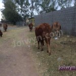 Cows on dirt sidewalk by wall